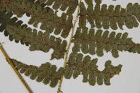 德氏雙蓋蕨藏品圖，第5張