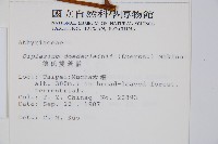德氏雙蓋蕨藏品圖，第2張