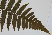 德氏雙蓋蕨藏品圖，第3張