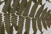 德氏雙蓋蕨藏品圖，第4張