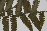 德氏雙蓋蕨藏品圖，第5張