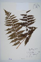 德氏雙蓋蕨藏品圖，第1張