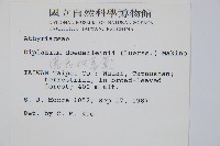 德氏雙蓋蕨藏品圖，第2張