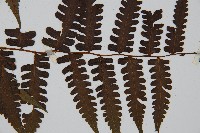 德氏雙蓋蕨藏品圖，第3張