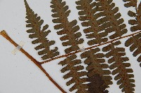 德氏雙蓋蕨藏品圖，第4張