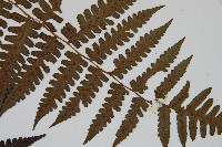 德氏雙蓋蕨藏品圖，第5張