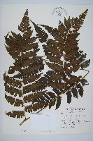 德氏雙蓋蕨藏品圖，第1張