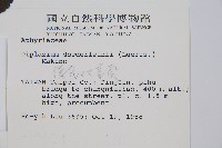 德氏雙蓋蕨藏品圖，第2張