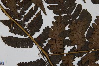 德氏雙蓋蕨藏品圖，第4張