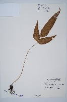 細柄雙蓋蕨藏品圖，第1張