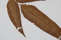 細柄雙蓋蕨藏品圖，第3張