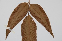 細柄雙蓋蕨藏品圖，第4張