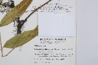 隱脈細柄雙蓋蕨藏品圖，第5張