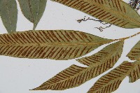 隱脈細柄雙蓋蕨藏品圖，第6張