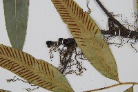 隱脈細柄雙蓋蕨藏品圖，第7張