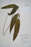 隱脈細柄雙蓋蕨藏品圖，第1張