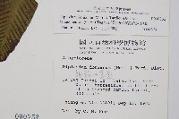隱脈細柄雙蓋蕨藏品圖，第2張