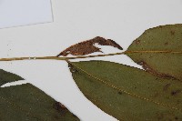 隱脈細柄雙蓋蕨藏品圖，第4張