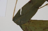 隱脈細柄雙蓋蕨藏品圖，第5張
