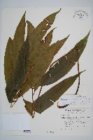 隱脈細柄雙蓋蕨藏品圖，第1張