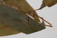 隱脈細柄雙蓋蕨藏品圖，第4張