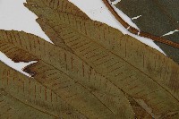 隱脈細柄雙蓋蕨藏品圖，第5張