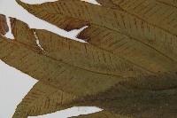 隱脈細柄雙蓋蕨藏品圖，第6張