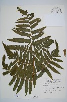 過溝菜蕨藏品圖，第1張