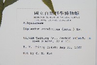 過溝菜蕨藏品圖，第2張