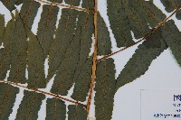 過溝菜蕨藏品圖，第3張