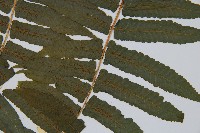 過溝菜蕨藏品圖，第4張