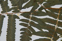 過溝菜蕨藏品圖，第5張