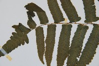 過溝菜蕨藏品圖，第6張