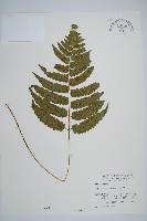 深山雙蓋蕨藏品圖，第1張