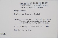 深山雙蓋蕨藏品圖，第5張