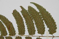 深山雙蓋蕨藏品圖，第8張
