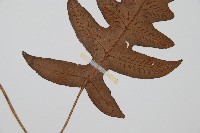 登錄號:P000336藏品圖，第3張