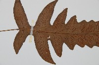 登錄號:P000336藏品圖，第4張