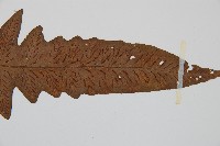 登錄號:P000336藏品圖，第5張