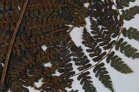 川上氏雙蓋蕨藏品圖，第3張