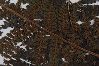 川上氏雙蓋蕨藏品圖，第4張