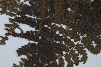 川上氏雙蓋蕨藏品圖，第5張