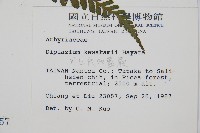 川上氏雙蓋蕨藏品圖，第2張