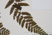 川上氏雙蓋蕨藏品圖，第3張