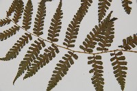 川上氏雙蓋蕨藏品圖，第5張