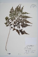 川上氏雙蓋蕨藏品圖，第1張