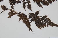 川上氏雙蓋蕨藏品圖，第3張