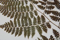 川上氏雙蓋蕨藏品圖，第4張