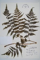 川上氏雙蓋蕨藏品圖，第1張