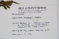 川上氏雙蓋蕨藏品圖，第2張